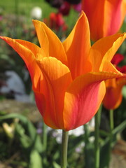 Zbliżenie na pomarańczowe tulipany © Kumulugma