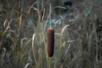 Close Up of Brown Cattail Plant with Dry Leaves in Autumn Wetland Nature Background