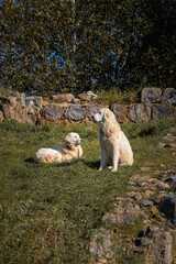 Fototapeta premium Two White Shepherd Dogs Resting on Green Grass Near Stone Wall in Countryside