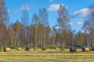 Hay Bales on Autumn Field with Birch Trees and Blue Sky in Countryside Landscape