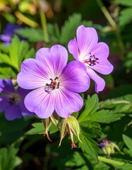 Vibrant purple flowers in bloom
