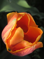 Zbliżenie na pomarańczowe tulipany © Kumulugma