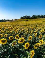 Vast sunflower field under a clear sky