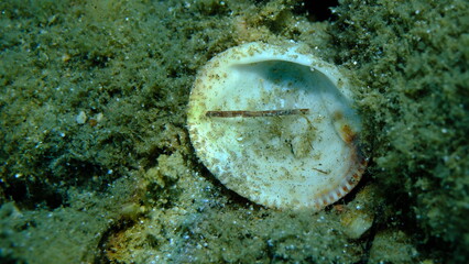 Seashell of bivalve mollusc Glycymeris nummaria on sea bottom, Aegean Sea, Greece, Halkidiki, Pirgos beach © Alexey