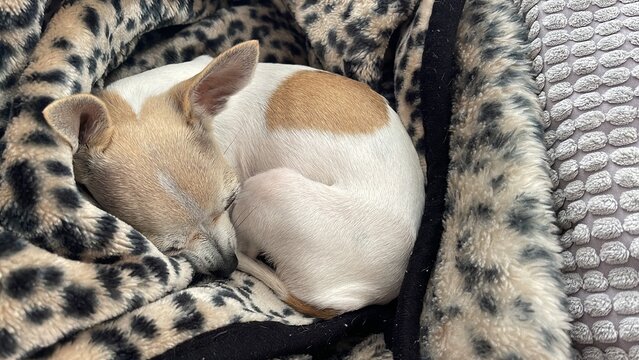 Chihuahua