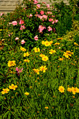 Nachyłek wielkokwiatowy w letnim ogrodzie na tle różowych róż, Coreopsis grandiflora, żółte kwiaty nachyłka, large flowered tickseed in summer garden  © kateej