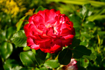 czerwona róża w ogrodzie, red garden roses  © kateej