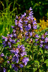 fioletowe kwiaty szałwii lekarskiej, kwitnąca szałwia lekarska, Salvia officinalis, Purple sage flowers in the garden, common sage  © kateej