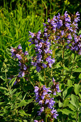 fioletowe kwiaty szałwii lekarskiej, kwitnąca szałwia lekarska, Salvia officinalis, Purple sage flowers in the garden, common sage  © kateej