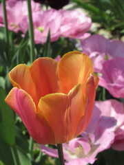 Zbliżenie na pomarańczowe tulipany © Kumulugma