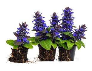 Growing plants in pots