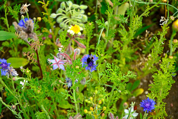 łąka kwietna z kolorowymi kwiatami, kolorowe kwiaty polne, kwiaty dla owadów zapylających, flower meadow with colorful flowers, ogórecznik, chaber bławatek, Borago, Centaurea cyanus or Cyanus segetum © kateej