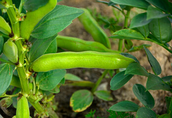 zielony strąk bobu na pędzie, bób rosnący w ogrodzie, Growing pod of broad bean, Vicia faba, before harvest, broad beans growing in the garden