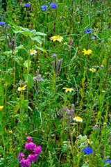 łąka kwietna z kolorowymi kwiatami, kolorowe kwiaty polne, kwiaty dla owadów zapylających, a flower meadow with colorful flowers,	