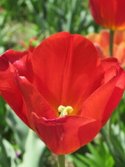 Zbliżenie na czerwone - wiosenne tulipany © Kumulugma