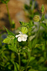 kwitnąca lepnica biała, kwiat żeński lepnicy, lepnica szerokolistna, bniec biały, bniec łąkowy, Silene latifolia,  white campion, flowering white campion, female white campion flower with inflated cal © kateej