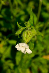 kwitnąca lepnica biała, kwiat żeński lepnicy, lepnica szerokolistna, bniec biały, bniec łąkowy, Silene latifolia,  white campion, flowering white campion, female white campion flower with inflated cal