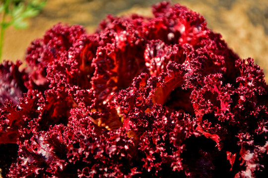 czerwona sałata karbowana rosnąca na warzywnej grządce w ogrodzie, zielona sałata, red curly lettuce growing in a vegetable patch in the garden, green lettuce, Sałata siewna, Lactuca sativa