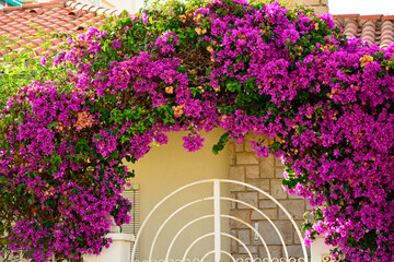 kwitnąca bugenwilla na łuku nad bramą, kącicierń, amarantowa, różowa, Bougainvillea, blooming bougainvillea on the arch above the gate, Arch entrance gate with purple bougainvillea  © kateej