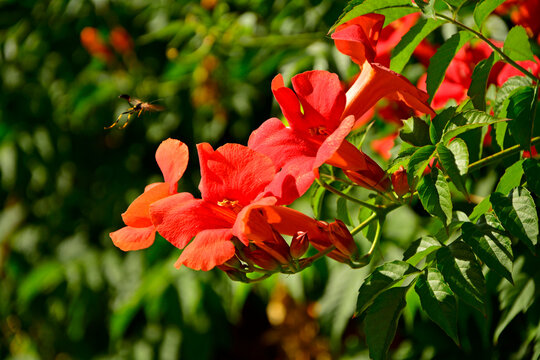kwitnący milin amerykański , kwiaty milinu, Campsis radicans, trumpet vine, trumpet creeper, hummingbird vine, reddish orange flowers of Campsis radicans