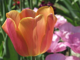 Zbliżenie na pomarańczowe tulipany © Kumulugma