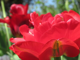 Zbliżenie na czerwone - wiosenne tulipany © Kumulugma