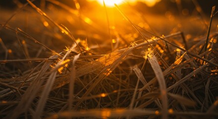 Fototapeta premium Golden Hour's Embrace, A Symphony of Light and Shadow on Dried Grass