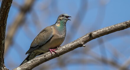 Portrait of an Oriental Turtle Dove perched gracefully on a branch