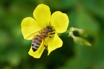 Westliche Honigbiene (Apis mellifera) sammelt Pollen an einer gelben Blüte Nickender Sauerklee (Oxalis pes-caprae) - Valverde, El Hierro, Kanarische Inseln
