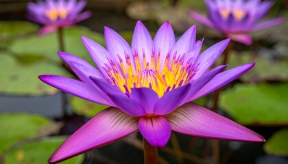 Vibrant purple lotus flower in focus