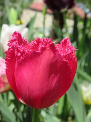 Zbliżenie na różowego strzępiastego tulipana © Kumulugma