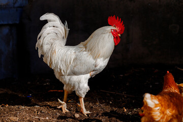 White Rooster and Chicken in Dark Environment