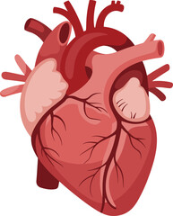 Human heart anatomy front view, medical organ illustration, cardiovascular system structure, educational biology symbol, vector design, detailed red drawing