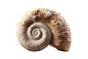 Close-up of a fossilized ammonite shell with spiraled patterns, cut out