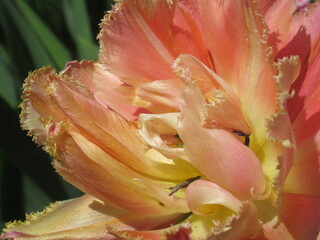 Zbliżenie na pomarańczowe tulipany © Kumulugma