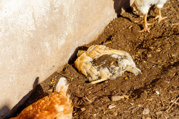 Two chickens in a dirt area with a concrete wall.