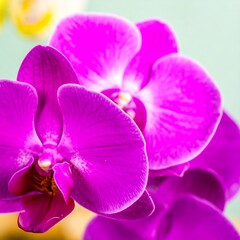 Vibrant purple orchids close-up