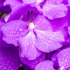 Vibrant purple orchid close-up