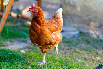 Brown chicken standing on one leg outdoors