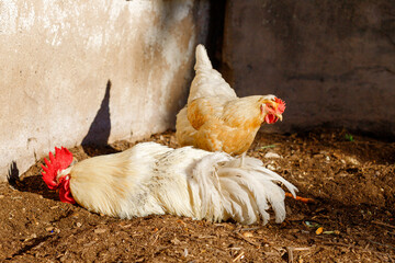 Two Chickens in Dirt Enclosure