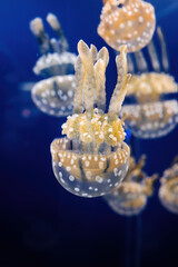 Beautiful Glowing Jellyfish In Macro, Swimming In Aquarium. Mastigias Papua.