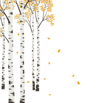 Illustration of birch trees with yellow leaves on a white background.