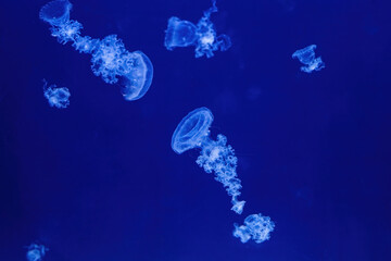 Giant Fluorescent Jellyfish Swimming In Deep Ocean. Graceful Venomous Northern