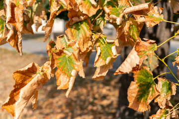 Dry leaves on tree branches during seasonal change. This image illustrates concepts of autumn...