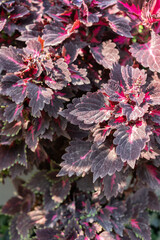 Close-up of coleus leaf texture and vibrant colors. This photo represents plant variety, natural...