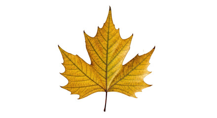 Textured Golden Autumn Leaf in Detailed Close up on a Solid Black Backdrop