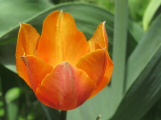 Zbliżenie na pomarańczowe tulipany © Kumulugma