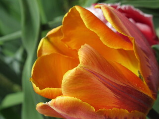 Zbliżenie na pomarańczowe tulipany © Kumulugma