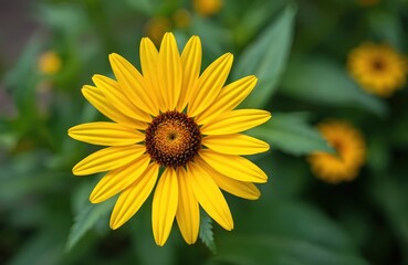 Fototapeta premium Close-up macro shot of bright yellow Heliopsis helianthoides flower, commonly known as False Sunflower, blooming in summer garden. Vibrant petals radiate from dark brown center against softly blurred