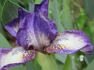 Zbliżenie na niebieskie kwiaty irysa © Kumulugma